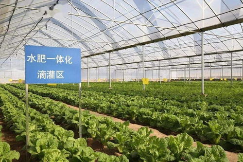 互聯網賦能農產品出村進城，農業融資新模式引領鄉村振興